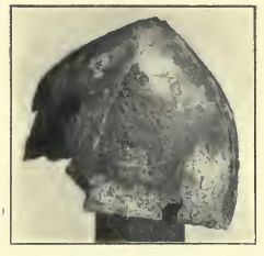 File:Laking Metropolitan1.jpg